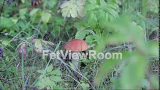 Orange-cap boletus in a green grass