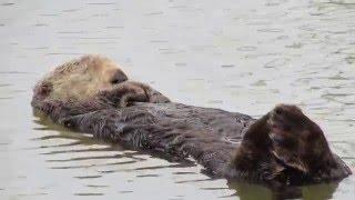 Sea Otter Sleeping Peacefully in the Marina