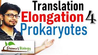 Translation elongation | translation in prokaryotes lecture 4