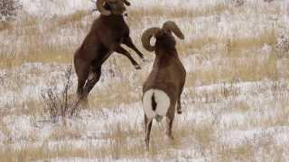 6 BIGHORN SHEEP RAMS HEADBUTTING in the RUT  HD - Wildlife Photography/Colorado/Tetons/Jackson Hole