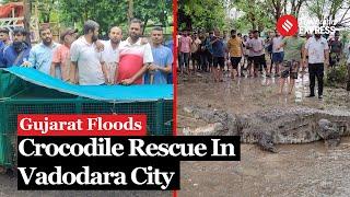 Gujarat Flood: Crocodile From Overflowing Vishwamitri River In Vadodara Rescued | Gujarat Rain News