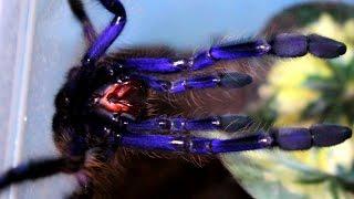 Blue tarantula showing its beauty (L. violaceopes) [Inferion7]