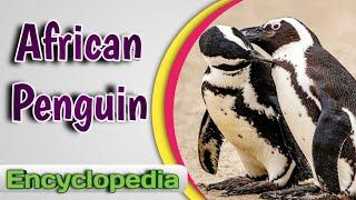 The African Penguin - Video Encyclopedia