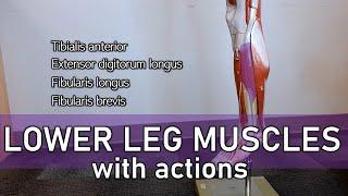 Lower Leg Muscles (with actions and labels)