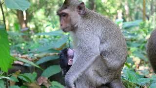 Young Mama Pepper Give Milk after Walking In Jungle  on Dec27 G-Maz.2599-Ambers