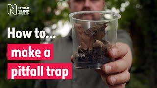 How to make a pitfall trap | Natural History Museum