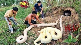 Brave Experts Catch 3 Giant White Snake With Their Hands