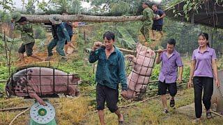 Close-up of catching pigs to sell to traders. Cut down trees to expand livestock farms. ( Ep 275 )