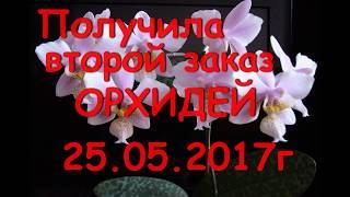 Получила второй заказ с ОРХИДЕЯМИ!!! УРА!!Cattleya и Philadelphia.