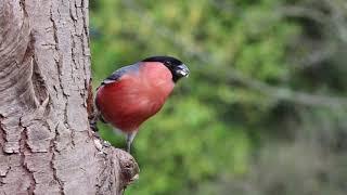 The best thing in nature is a woodpecker bird