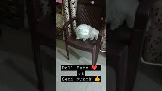 Doll face Vs Semi Punch Face persian cat #cat #shorts #short