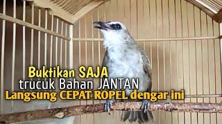 Trucuk BETINA memanggil Jantan Suara Birahi Ngecuplik 100% pancingan trucukan gacor agar BUNYI EMOSI