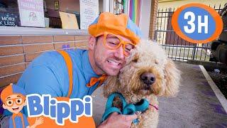 Caring After Pets - Blippi and Cute Animals | Blippi - Kids Playground | Educational Videos for Kids