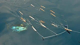 Bluefin Tuna Fishing at The Claw with SI Flexi-Bar Squid Bars