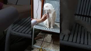 muffin hair drying #kitten