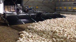 Amazing automatic Chicken Harvesting Machine Process, Best Farming Technology saves million dollars