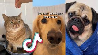 The MOST ADORABLE PETS from TIKTOK...
