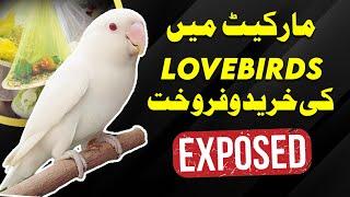 Lovebird Business Exposed in Pakistan | lalukhet birds market me lovebird ki value