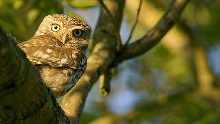 Astonishing Animals Living on the Countryside of Wild Great Britain | Our World