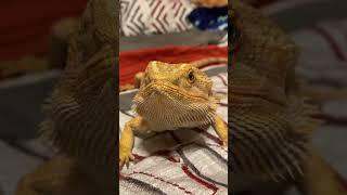 My name is skyler white yo  #lizard #beardeddragon #funny #texonix