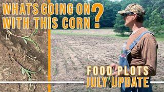 Deer Food Plot Walk Thru  - WHAT THE CORN!?