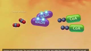 Cellular Respiration   McGraw Hill