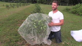 How to Fully Protect Blueberries from Birds and Japanese Beetles Organically!