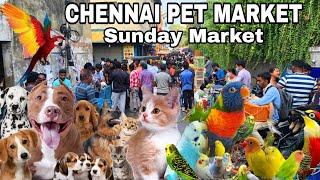 Chennai Pet Market | Broadway Sunday Market | ஞாயிற்றுக்கிழமை விலங்கு சந்தை|Dog CatBirdsGot Hen
