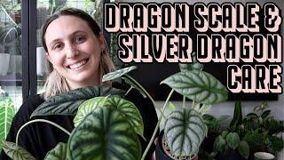 Alocasia Dragon Care  Silver Dragon & Dragon Scale Tips & Tricks