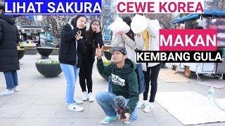 MELIHAT SAKURA BERSAMA CEWE KOREA