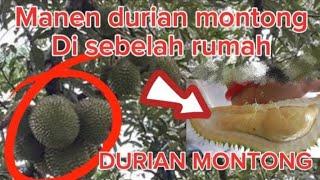 MANEN BUAH DURIAN DI SEBELAH RUMAH FIKRI QORI ALDIANSYAH‼️