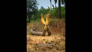 Mendebarkan, seperti ini pertarungan dua king cobra jantan #ular #kingcobra #shortvideo