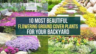 10 Most Beautiful Flowering Ground Cover Plants For Your Backyard 