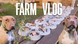 Fresh Salmon Generously Donated | My Life Vlog as a Veteran with Lots of Dogs - Dog Farm Australia