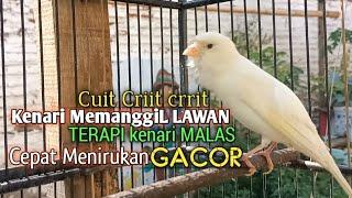 kenari gacor panjang Cuit Cuit EMOSI, Pancingan Kenari Paud Belajar Bunyi, terapi AMPUH Kenari MACET