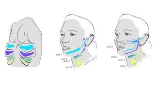 How Human Ears Evolved from Fish Gills