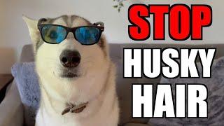 3 Ways To Avoid Siberian Husky Hair!