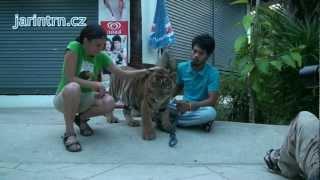 Panthera tigris tigris.avi
