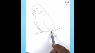 Simple Parrot Bird Drawing