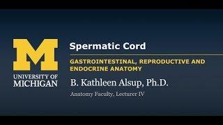 Reproductive System: Spermatic Cord