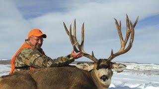 MONSTER Colorado Mule Deer 245" B&C - MossBack