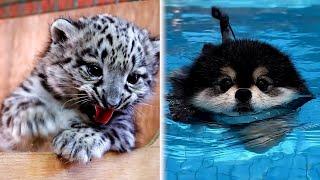 Cute Baby Animals Videos Compilation | UN MOMENTO ANIMAL DIVERTIDO Y LINDO. #animals #cute #viral