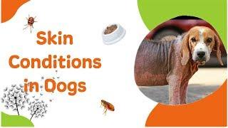 Skin Conditions in Dogs and How to Help Them