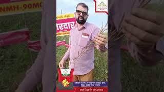 Nuziveedu Seeds | |  Zordar NMH 90M01 Mustard Seeds | | Farmer Testimonials