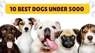 Top 10 Dogs Under Rs 5,000 In India  | 2022 | Budget Friendly Dog Breeds | Petblogspot