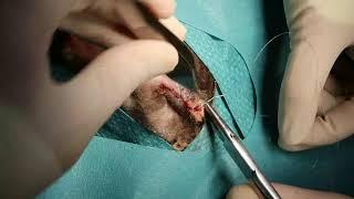 Enucleation in a cat