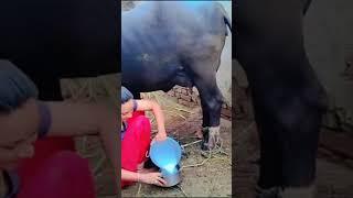 milking vlog #shorts #viral #tranding #shortfeed #manashi@007