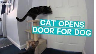 Cat Opens Door For Dog || ViralHog