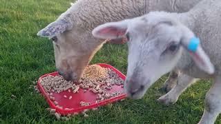 Sheep Pellets - Comparing which hard feed the sheep prefer - New Zealand Shedding Sheep