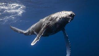 Вы Слышали Как поют киты? ЗВУКИ КИТОВ под водой. 100% присутствие.